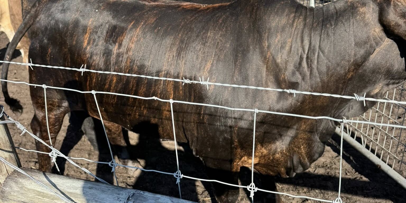 ONLY 3 LEFT!!!

 Beef lovers, this is your moment! 

We’ve g...