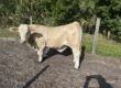 Last 2 – 4H Raised Beef Cows Available!
We have ONLY 2 co...