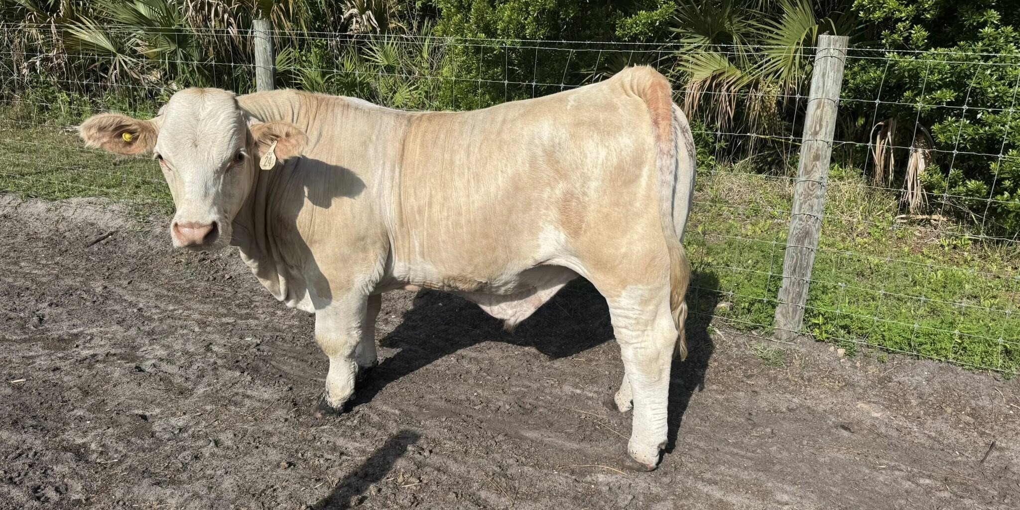  Last 2 – 4H Raised Beef Cows Available! 

We have ONLY 2 co...