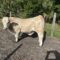  Last 2 – 4H Raised Beef Cows Available! 

We have ONLY 2 co...