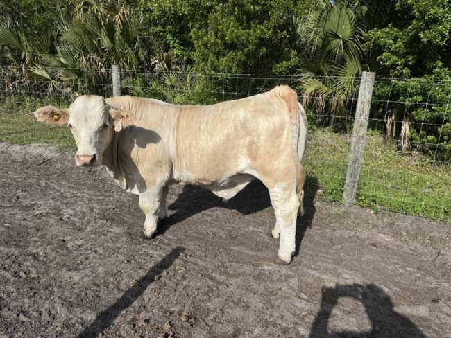  Last 2 – 4H Raised Beef Cows Available! 

We have ONLY 2 co...